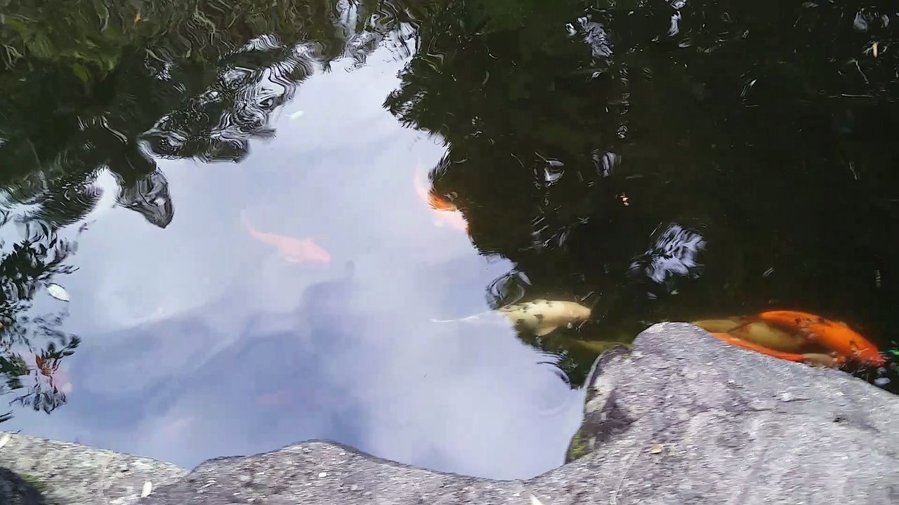 Fish Aquarium