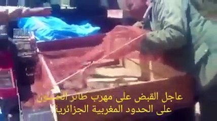 Urgent déjoué une tentative de contrebande chardonneret à la frontière marocaine algerie