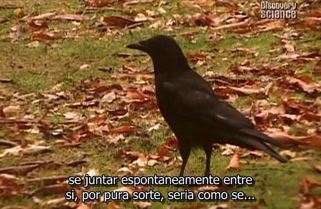 The Big Question- Why Are We Here- Richard Dawkins (Legendas PT)