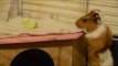 Guinea Pig Shows Initiative in Collecting Snacks