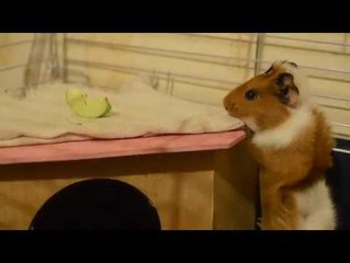 Guinea Pig Shows Initiative in Collecting Snacks