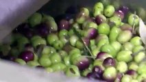 Climate change threatens Tunisia olive farming[1]