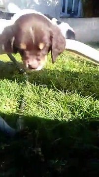 Springer Spaniel LOF