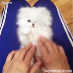 Tek görevi tatlı olmak