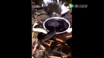 村民把大蛇头砍掉了 用开水烫蛇时诡异的事情发生了