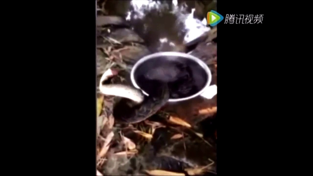 村民把大蛇头砍掉了 用开水烫蛇时诡异的事情发生了