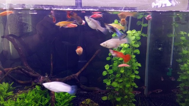 Lepistes-Moli-Rasbora -Zebra