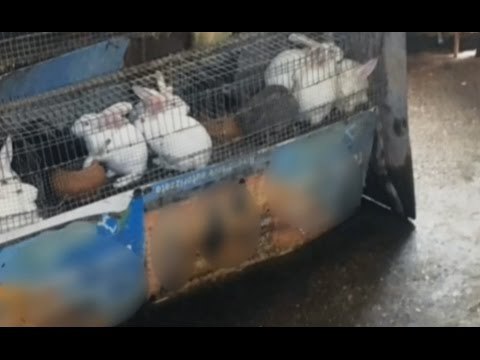 Ischia (NA) - Cibi mal conservati per gli alberghi dei vip (13.05.17)