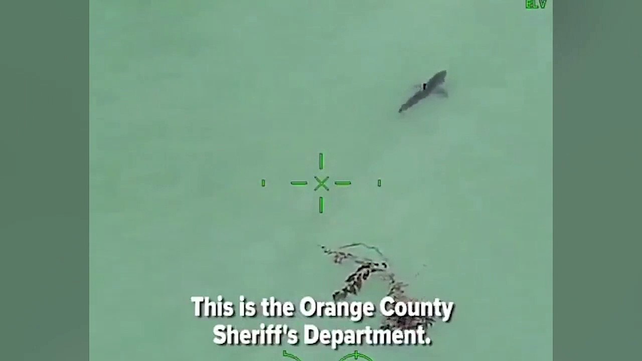 Quand 15 requins encerclent un groupe de paddle boarder en mer... Flippant
