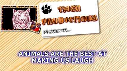 Animals are the best at making us laugh - Funny animal compilation