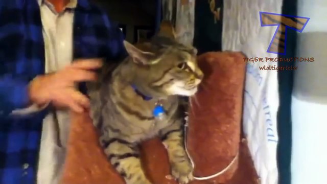Animals screaming and making funny noises - Funny animal sound compilation PART 2