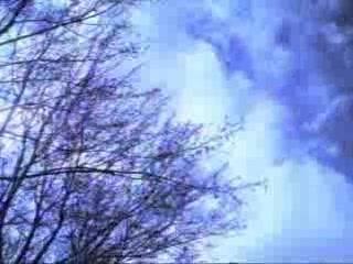 les chats y thunder traceurs