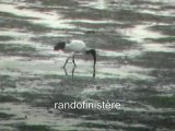 Ibis sacré