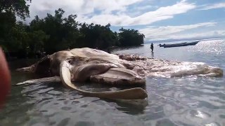 Une horrible créature de 15 mètres de long s'est échouée en Indonésie