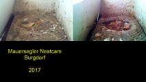 Mauersegler Nestcam 2017 - 13. Mai 18:46