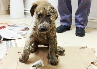 Little Dog Was Covered In Glue And Left For Dead But It Refuses To Give Up