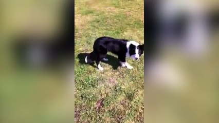 Un chien joue à 1,2,3 soleil avec sa maîtresse !
