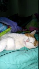 Random Cat Sleepy Kitty Meow