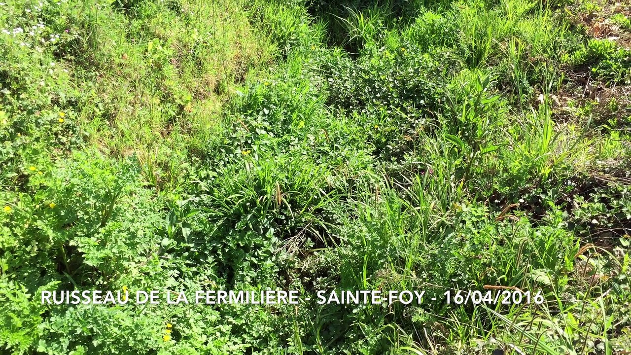 Ruisseau de la Fermilière - Sainte-Foy - 16/04/2016