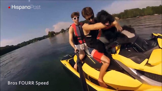 Vea al perro aventurero que le encanta pasear en jet ski