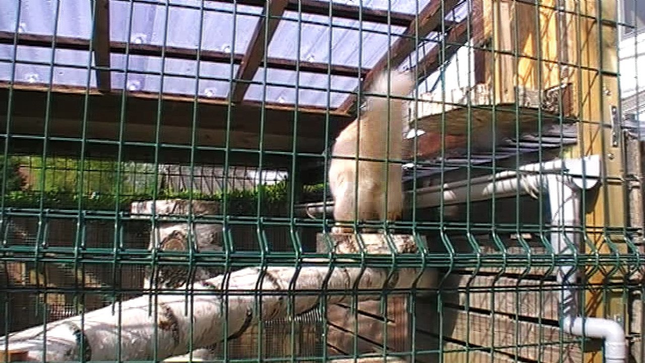 Jumbo enclos