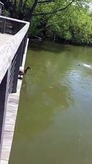 animales cruzando la calle naturaleza