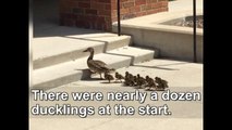 Baby Ducklings Rescued!