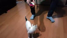 Play with Pablo in the house