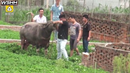 Se escapa bufalo y arma tremendo caos