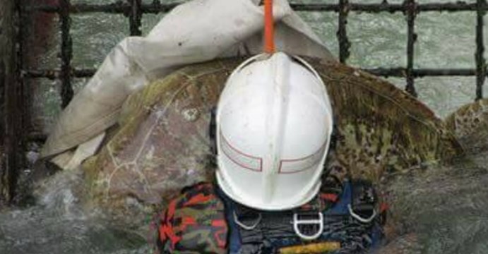 Malaysian Firefighters Save Turtle Stuck to Flood Gate