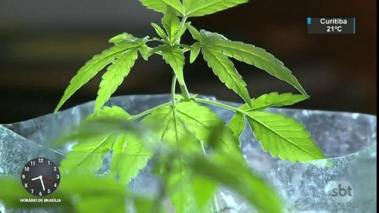 Farmácias do Chile começam a vender remédios à base de maconha