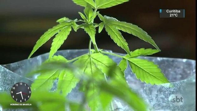 Farmácias do Chile começam a vender remédios à base de maconha