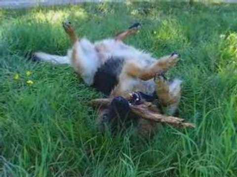 Berger Allemand - Cooper, un chien plein de vie !