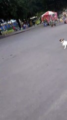 The Dog play football (very kool)