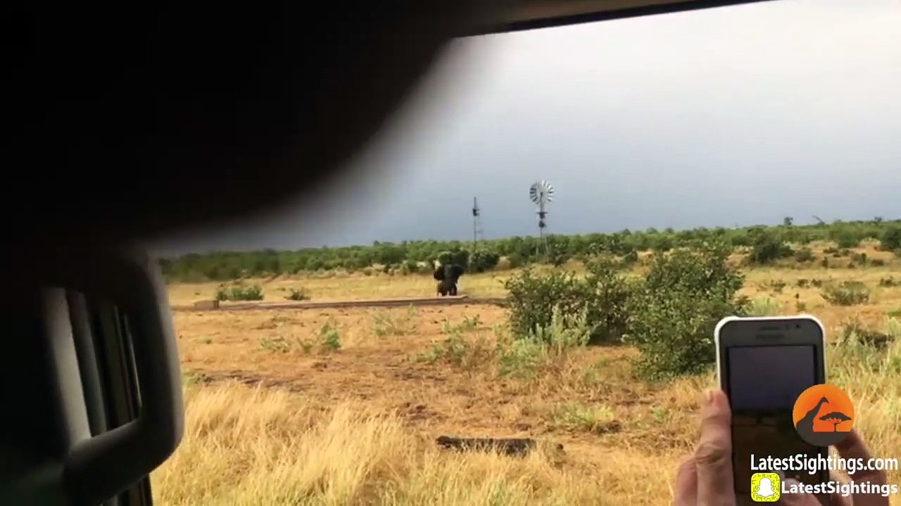 bufle vs elephant