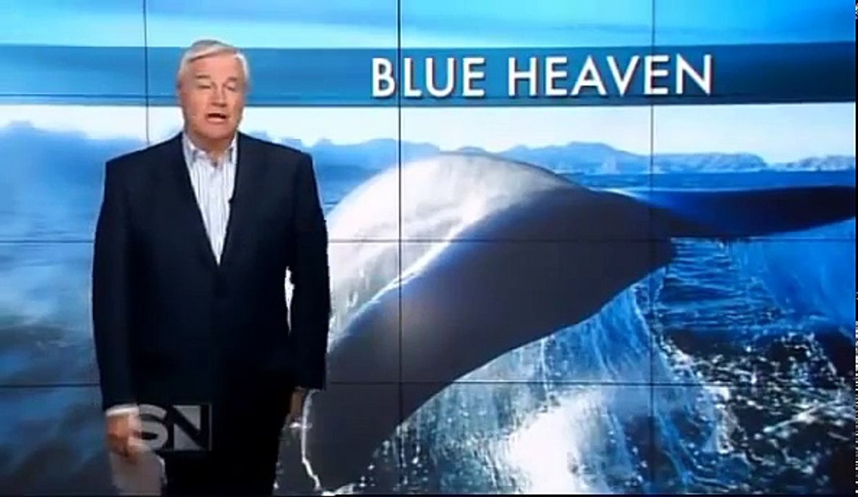 World Largest Blue Whale Ever - Discovered in Sri Lanka