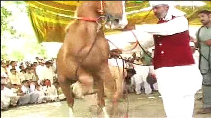 Horse Dance in durdad urs mela(2013)----Attock