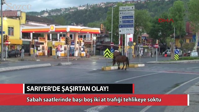 Sarıyer’de başıboş atlar caddeye indi
