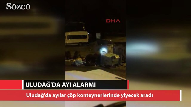 Uludağ’da ayılar ormandan çıkıp yiyecek aradı