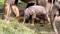 Elephants for Kiding - African Animals