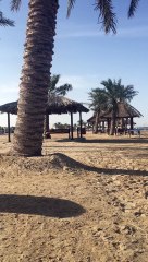 شاطي منتجع النخيل  /هاف مون