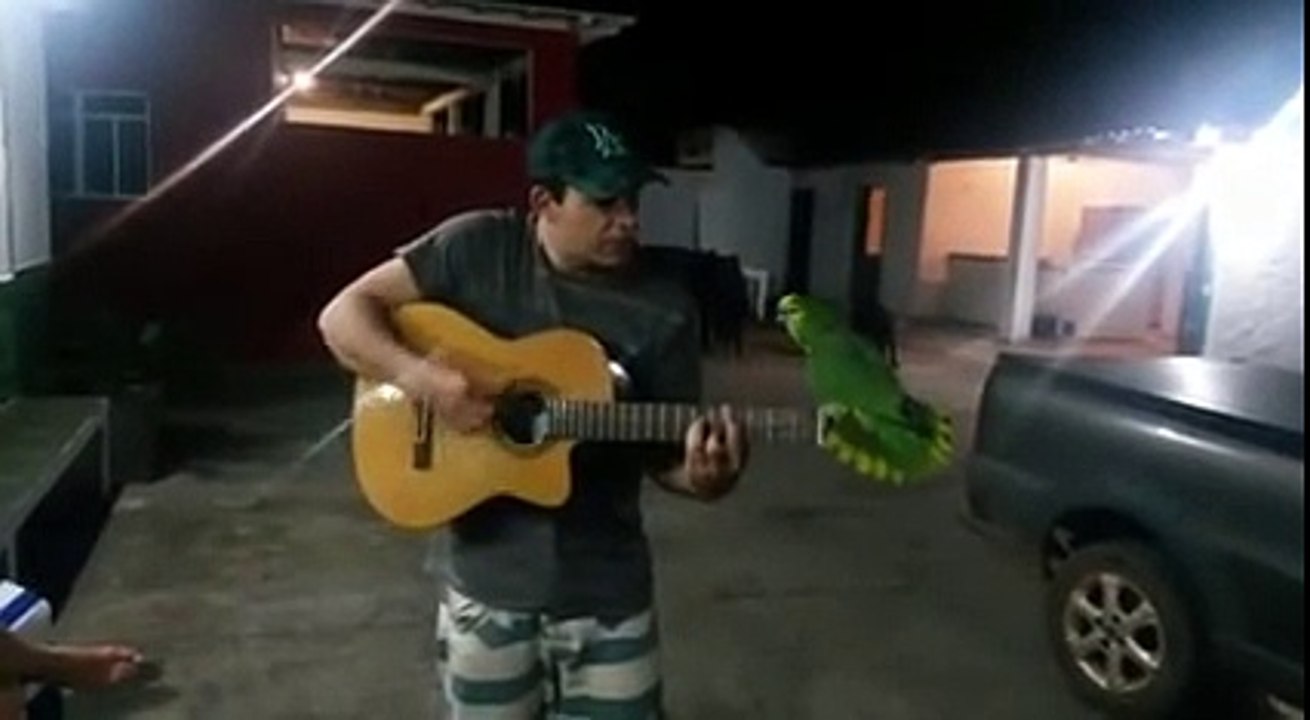 Singing Parrot