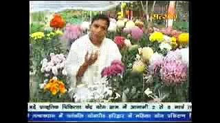Chrysanthemum a Medicine Plant ! गुलदाउदी के औषधीय गुण # Acharya Balkrishna