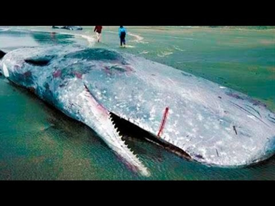 5 Disturbing Creatures To Come Out Of The Ocean!