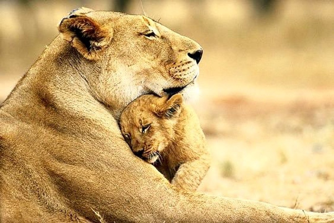 MOTHERS DAY ANIMALS