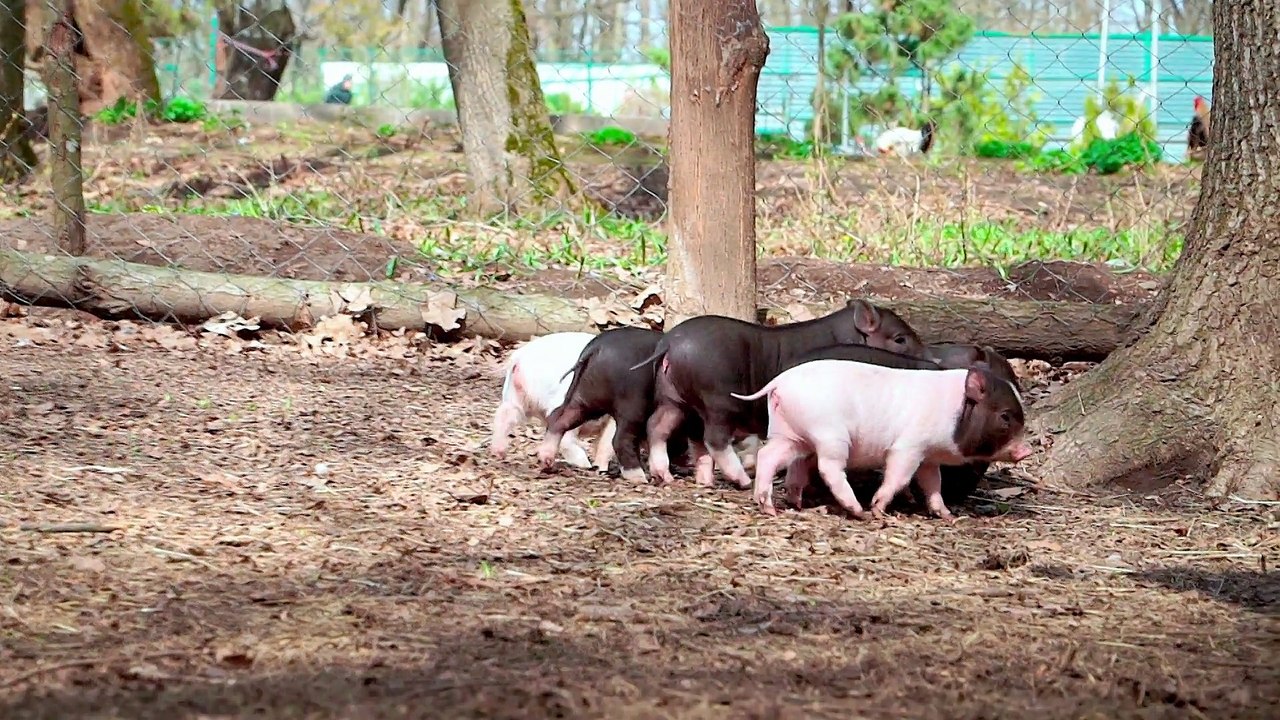 Little piglets