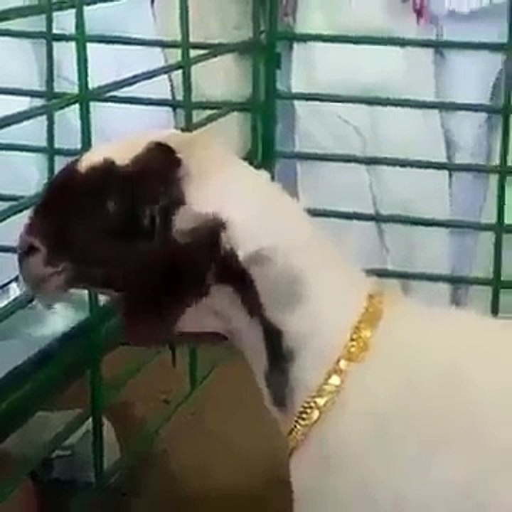 Saudi prince decided to buy necklace for sheep