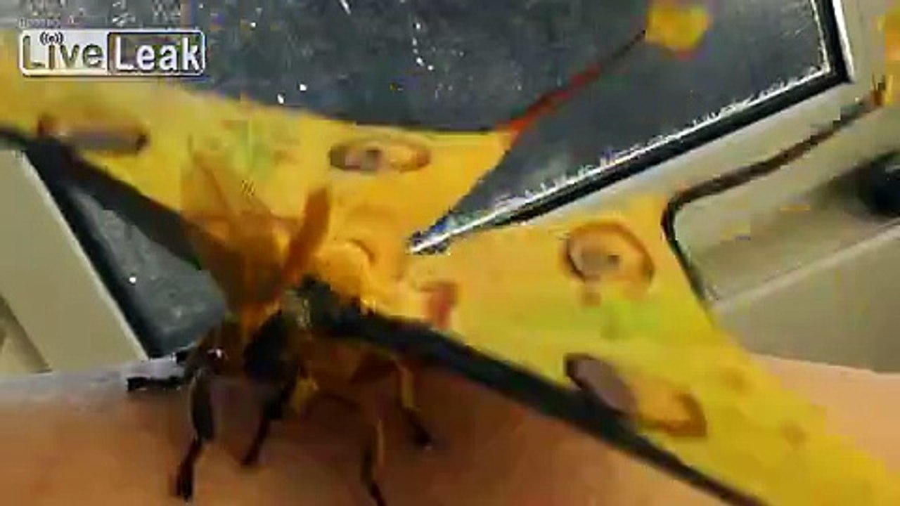 L'incroyable papillon comète de Madagascar