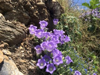 Dünyada Sadece Türkiye'de Yetişen Tüylü Çan Çiçeğini Koparmanın Cezası 42 bin TL