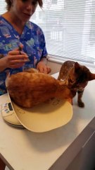 Arkadaşını Veterinere Vermeyen Kahraman Kedi